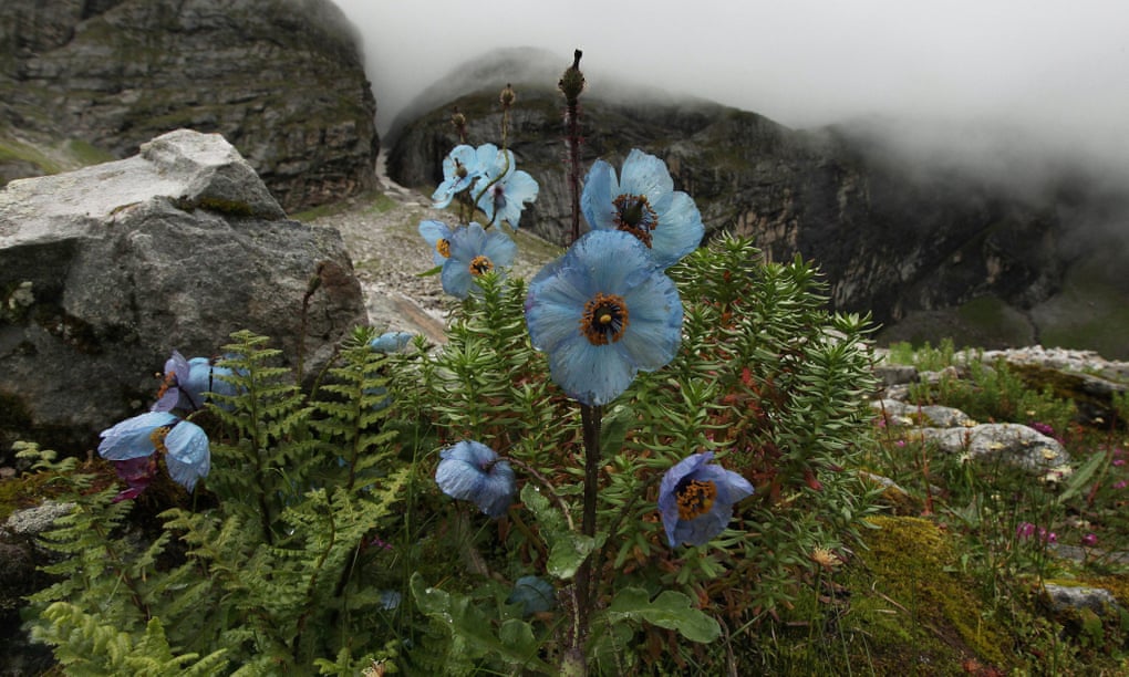 Meconopsis hails from the mist-clad hills of the Himalayas, so it thrives in Scotland’s damp summers.