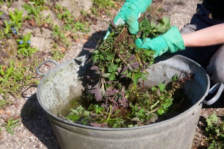 Nettles make a nitrogen-rich feed that is supportive of leafy growth