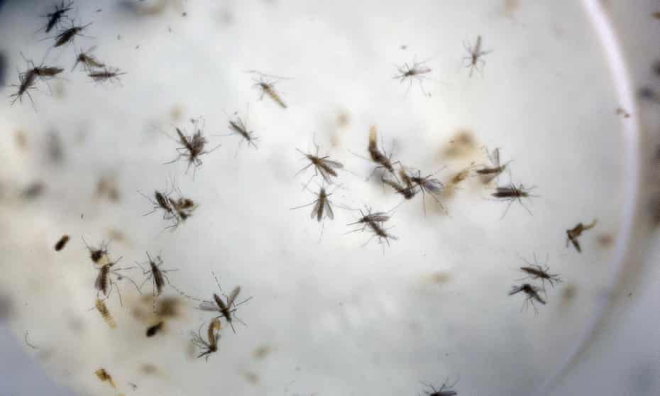 The report anticipates the spread of infectious diseases in Europe as temperatures rise and increase the range of mosquitoes that transmit dengue fever.