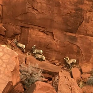 Bighorn sheep in the Utah desert. The species is native to the southern regions of the US state