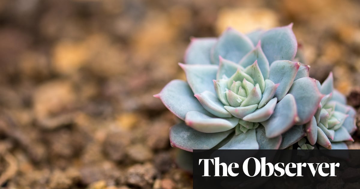 Low Maintenance Succulents James Wong Life And Style The