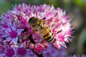 Dunsden, Reino Unido. A abelha coleta pólen de flores em Oxfordshire, Reino Unido