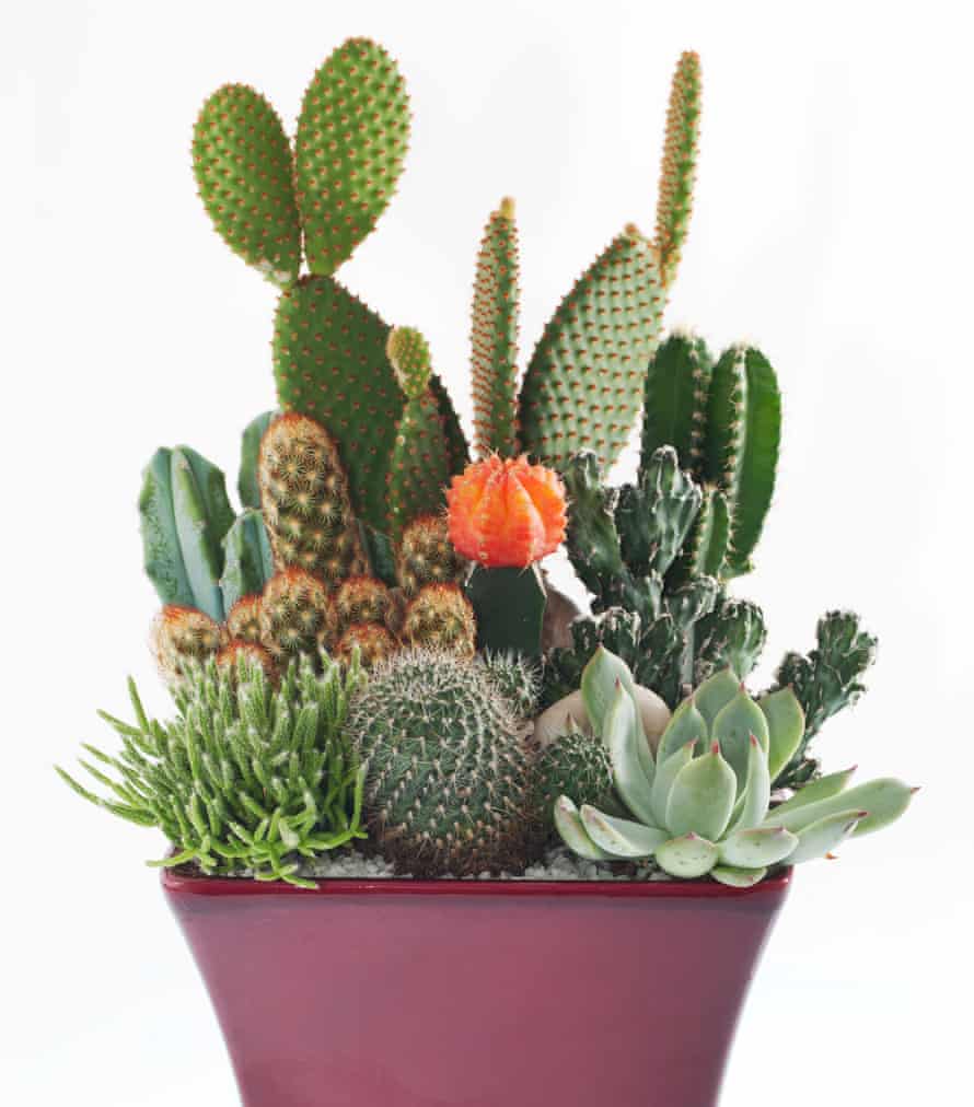 How To Care For Cacti Gardening Advice The Guardian