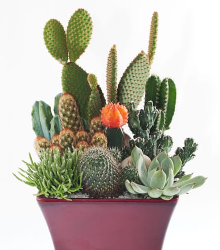 How To Care For Cacti Gardening Advice The Guardian