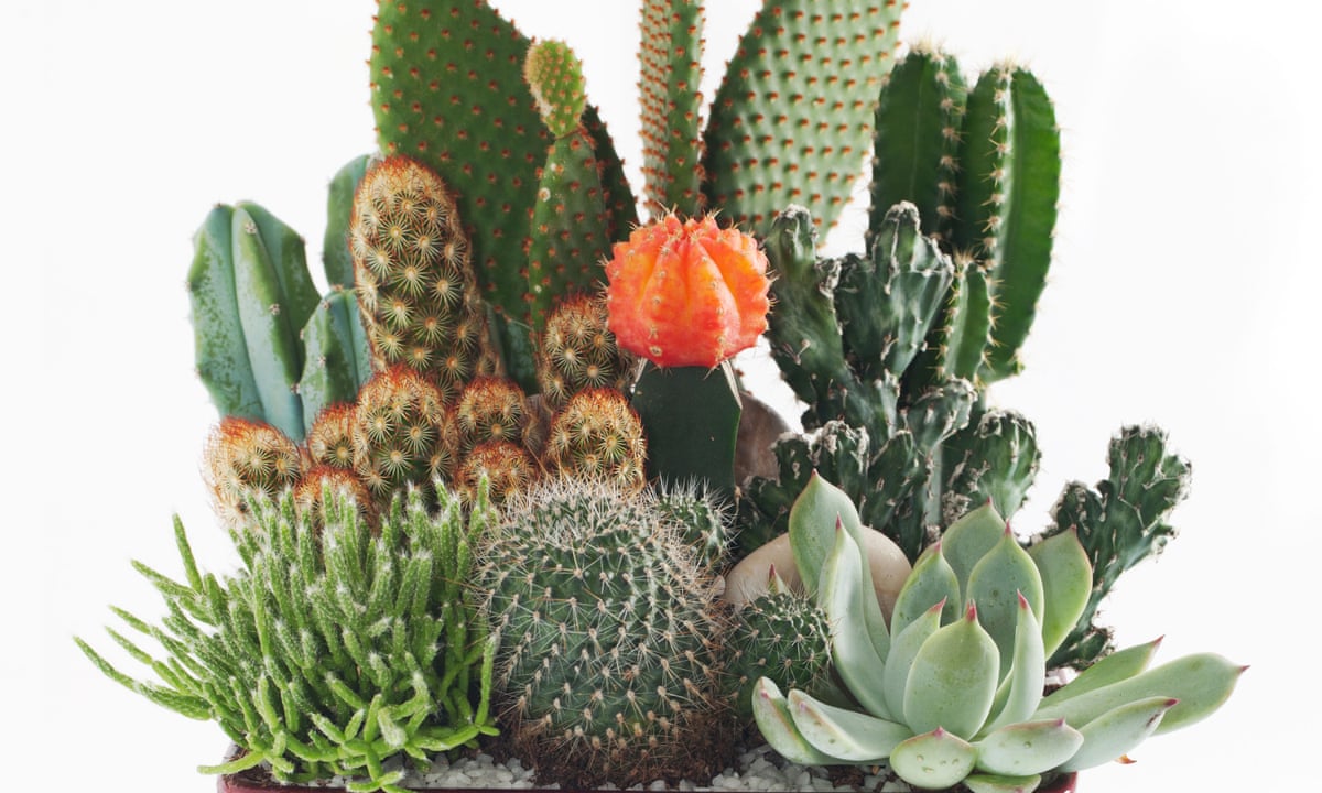 How to care for cacti   Gardening advice   The Guardian