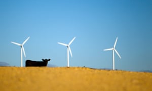 A cow stands by wind turbines