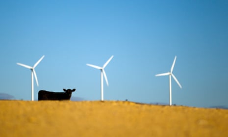 A cow stands by wind turbines