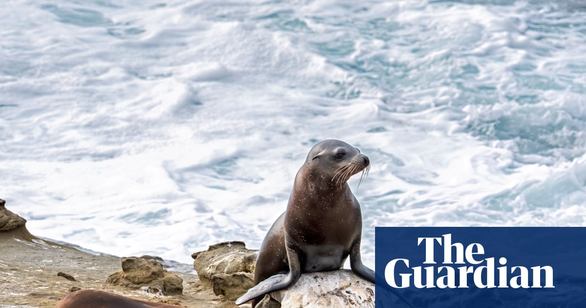 Teenager pleas guilty to attacking California sea lion in viral video