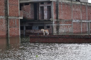 Prayagraj, India. A white and tan dog looks at the waters from a flat room amid floodwater with an industrial red brick and concrete buildings