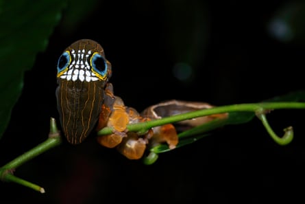 A strange caterpillar with an iridescent and colourful display that looks a bit like a skull with big black and blue and yellow eyes