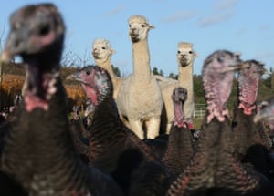 Maidenhead, UKAlpacas guard the free range turkeys at Kings Coppice Farm in Berkshire
