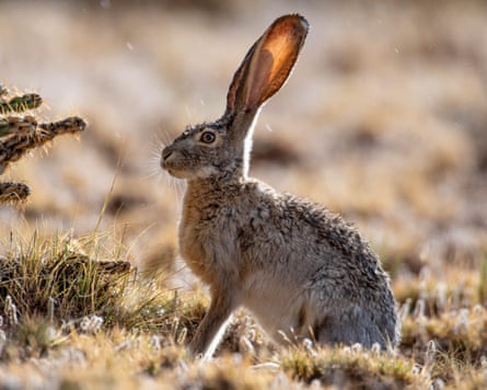 A hare-like rodent with very large ears