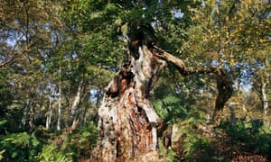 An oak tree in Sherwood Forest.