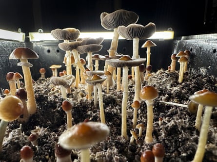 mushrooms growing in lit chamber