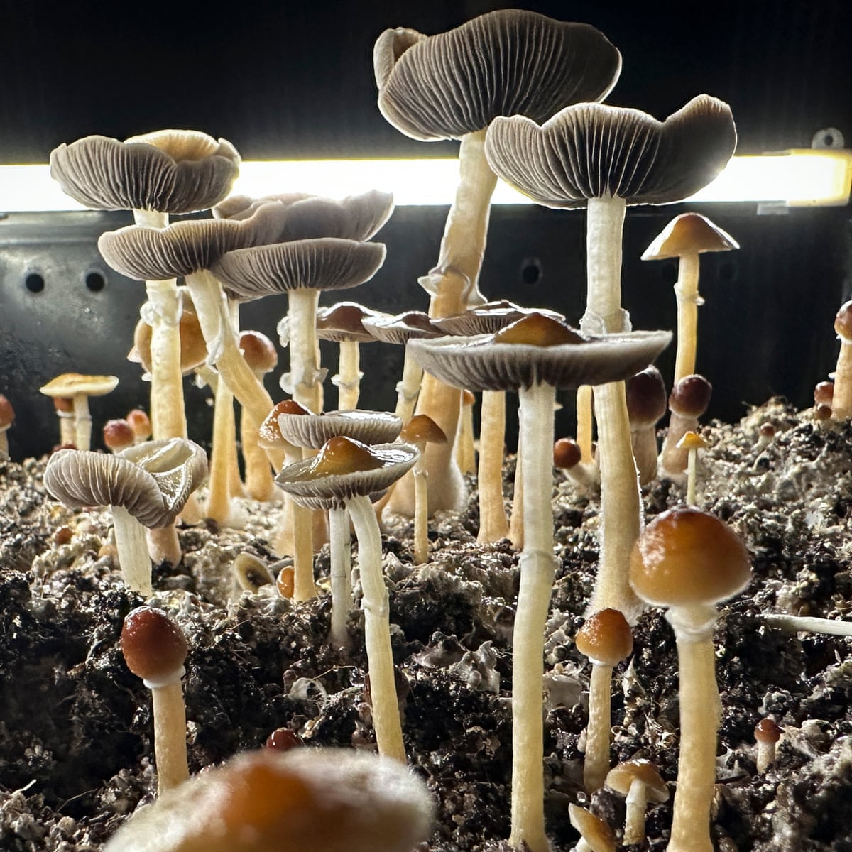 glp-1 in mushrooms Psilocybin in magic mushrooms can influence brain for weeks, study finds | Drugs glp-1 in mushrooms Psilocybin in magic mushrooms can influence brain for weeks, study finds | Drugs