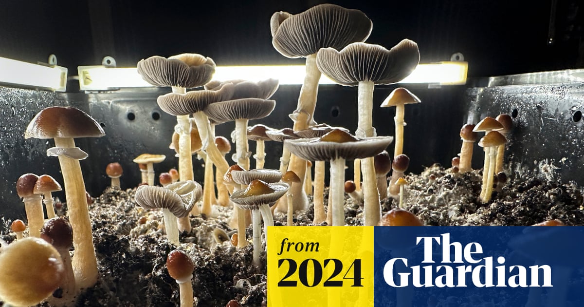 Psilocybin in magic mushrooms can influence brain for weeks, study finds | Drugs