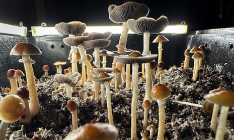 mushroom glp 1 Psilocybin in magic mushrooms can influence brain for weeks, study finds | Drugs mushroom glp 1 Psilocybin in magic mushrooms can influence brain for weeks, study finds | Drugs