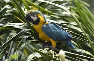 A blue and yellow macaw along the Bala Gorge on the Beni River near the town of Rurrenabaque, Bolivia