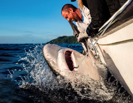 Marine scientist Alex Herne tagging a shark in Ecuador.