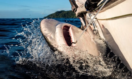 Marine scientist Alex Herne tagging a shark in Ecuador