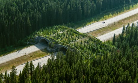 A wildlife overpass in Banff national park, in the Canadian Rockies.