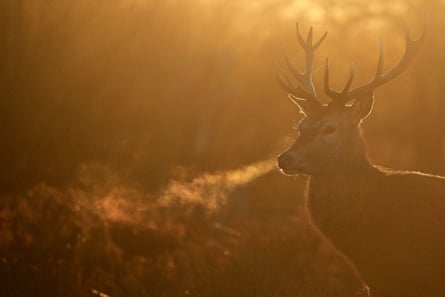 A red deer stag at sunrise on a winter’s morning in Richmond Park, south-west London.