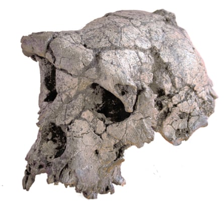 The Toumaï skull along with fragments of a jaw and several teeth.