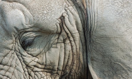 Closeup of African elephant.