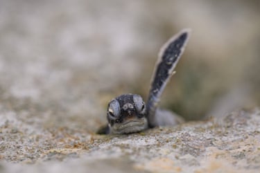 A green sea turtle hatchling attempts to find its way to the ocean on Heron Island, Australia. Each year between November and March, green sea turtles emerge from the ocean to lay hundreds of eggs each on the coastline of Heron Island, before returning to the ocean. The hatchlings emerge about six weeks later and then have to survive a series of predators ranging from seagulls to reef sharks, with an estimated survival rate of one in 1,000