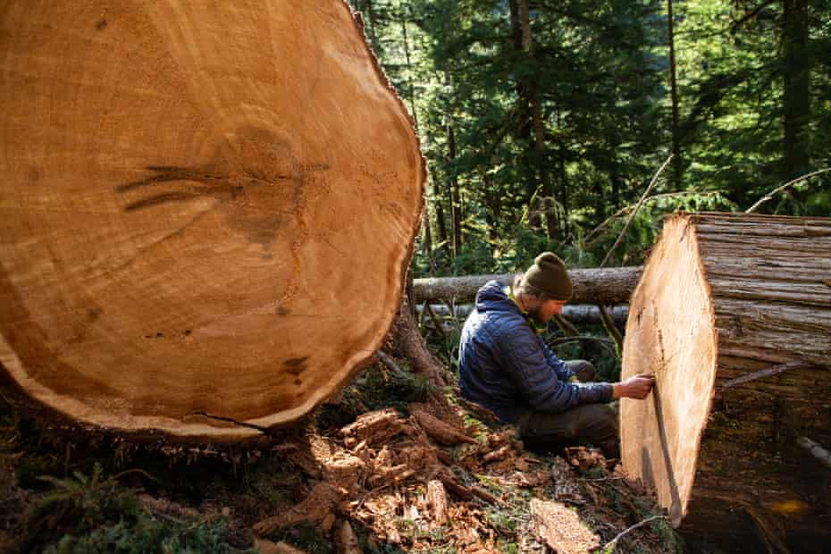 A blockader counts the rings in a recently cut old-growth cedar tree in the mountains above the Caycuse watershed.