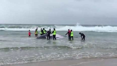 Beached whale at Sawtell near Coffs Harbour