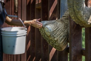 A keeper pats an elephant's foot through the bars at the Elephant Sanctuary, Hohenwald.