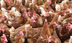 Free range laying hens on a farm in Shropshire, England