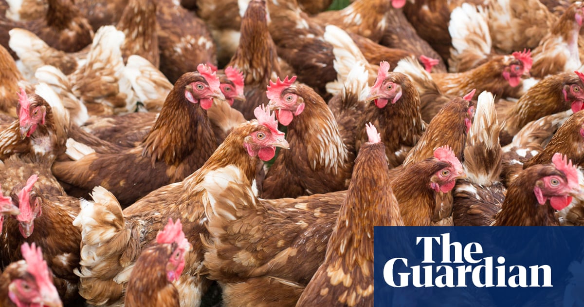 Chicken megafarm in Shropshire must not be built, clean river group tells court | Farming | The Guardian