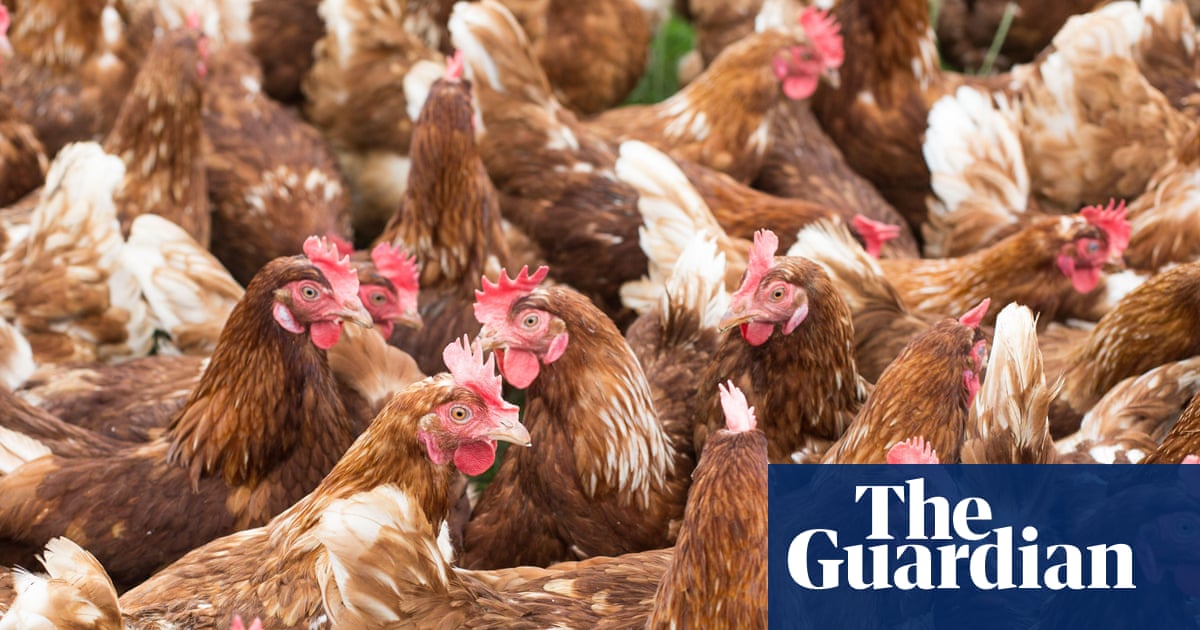 Labour faces legal scrutiny after allowing chickens to be carried by legs
