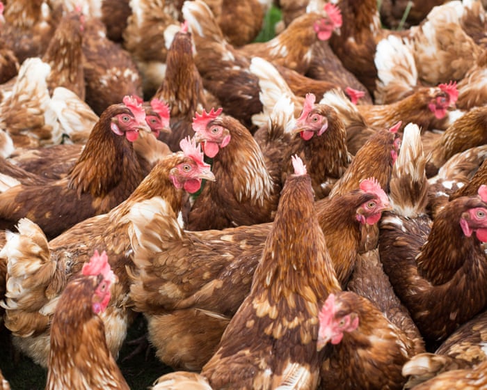 Labour faces legal scrutiny after allowing chickens to be carried by legs