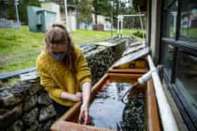 Research assistant Fleur Anteau feeds mussels to adult sunflower sea stars that are the breeding colony at Friday Harbor Laboratories.