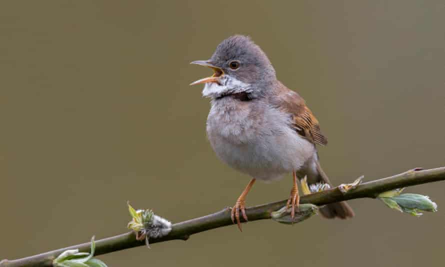 A common whitethroat in song.