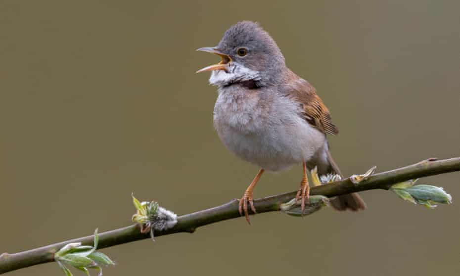 A common whitethroat