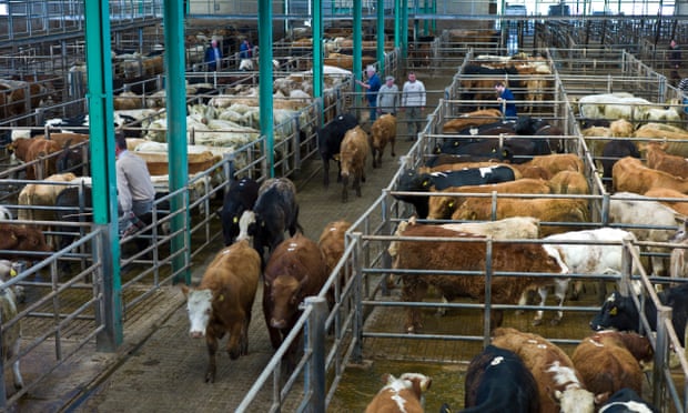 A cattle market in Ennis, County Clare