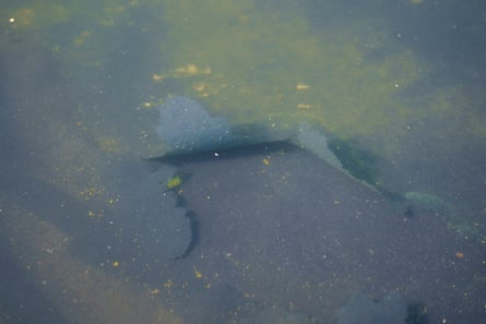 algae and peeling overgarment successful shallow water