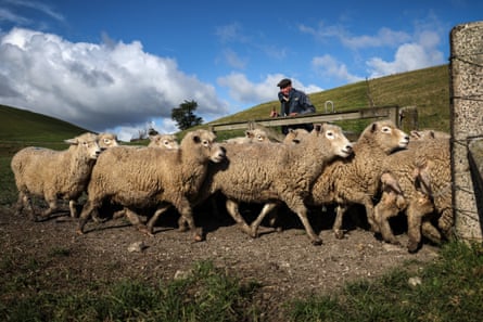 John Hargreaves moving ewes back to pasture at Pukeatua