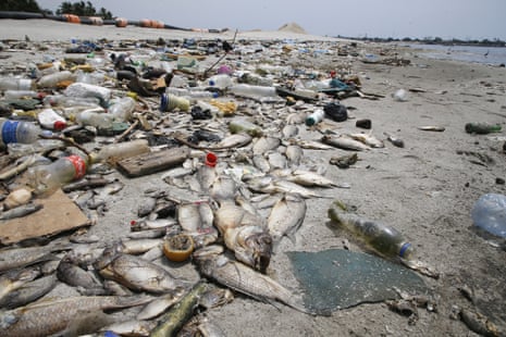 Regulators missing pollution's effect on marine life, study finds |  Plastics | The Guardian