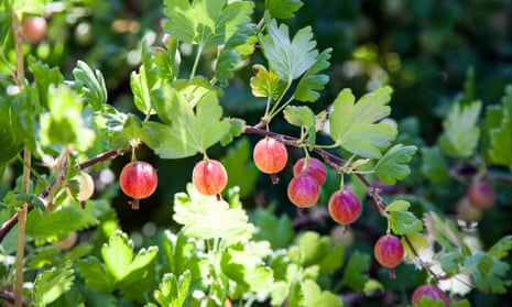 Gooseberries can be sweeter than you think | Gardening advice | The ...