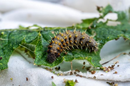 Red admiral caterpillar inside the sweep net.