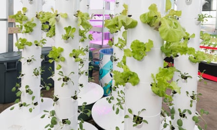 Food grown in vertical tubes