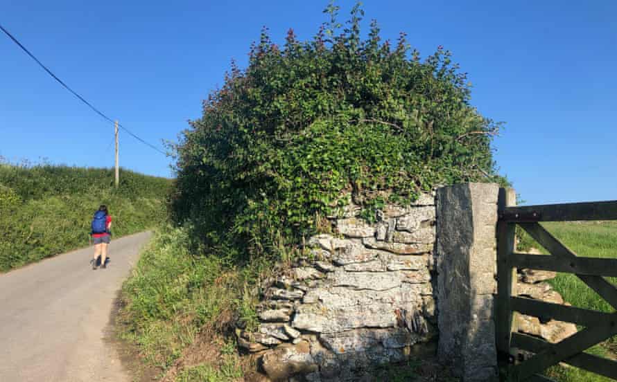 A hedge in Port Quin, Cornwall