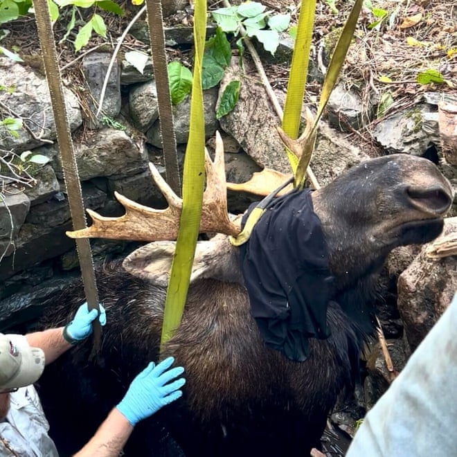 Maine wardens save moose stuck in abandoned well in five-hour rescue Maine wardens save moose stuck in abandoned well in five-hour rescue