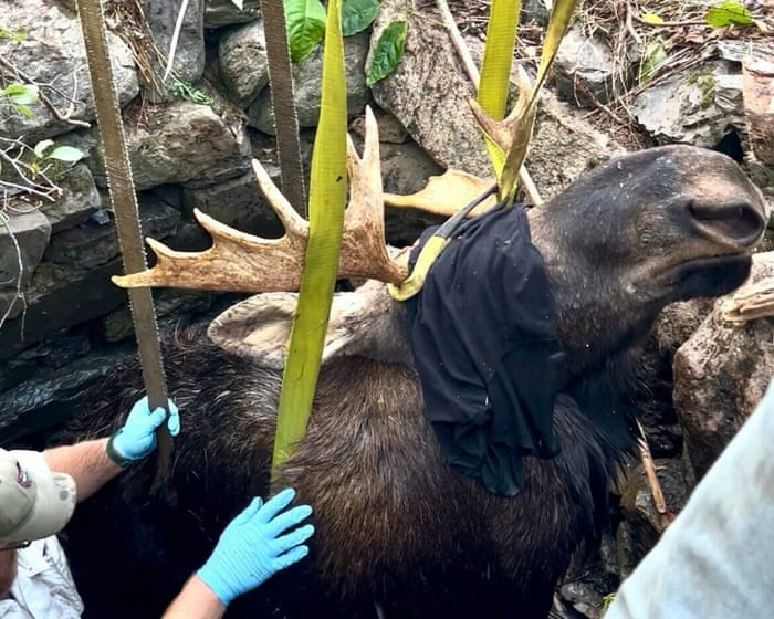 Maine Wardens Successfully Rescue Moose from Abandoned Well