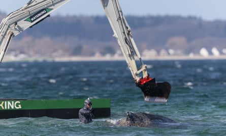 An excavator in the sea near a whale.